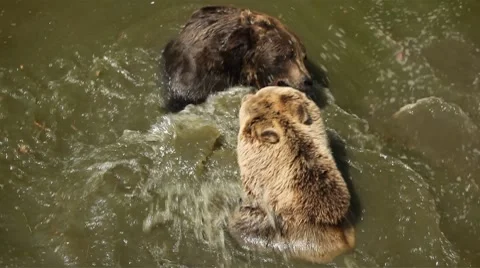 Furious Brown Bears Fighting in Filthy Water Big Animal Bathing in Dirty Pond Stock Footage 8622011