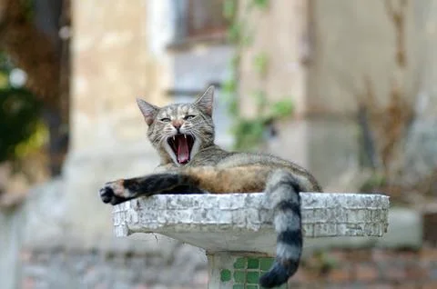 Furious cat looking at camera Stock Photos