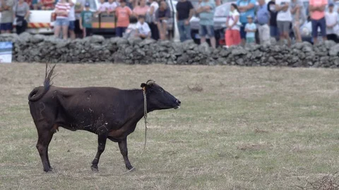 Furious cow Stock Footage 115904512