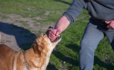 Furious dog  breed that attacks one hand with teeth clearly visible Stock Photos