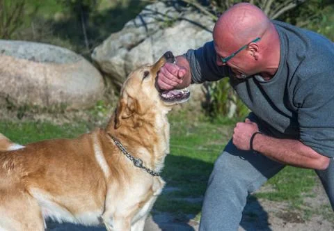 Furious dog  breed that attacks one hand with teeth clearly visible Stock Photos