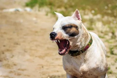 Furious dog Foto stock