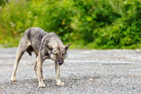 Furious dog Stock Photos