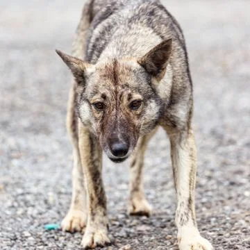 Furious dog Stock Photos