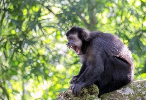A furious monkey in the jungle Stock Photos
