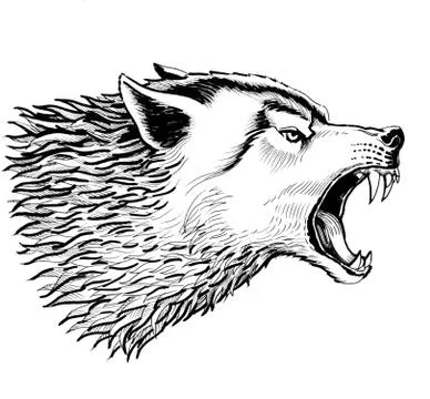 Furious wolf Stock-Illustration