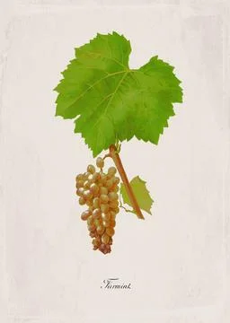 Furmint Classic White Wine Grape Variety, Botanical Illustration Stock Illustration