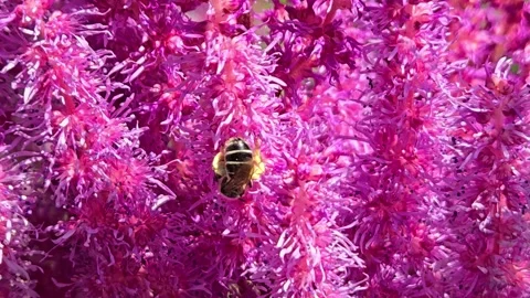 Furrow Bee on a Flower Видео 281301908