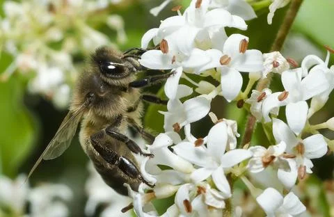 Furrow Bee Stock Photos
