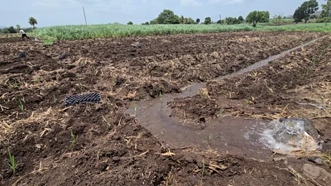 Furrow Irrigation System Flowing Through A Muddy Sugarcane Field under a bright Stock-Footage 337055320