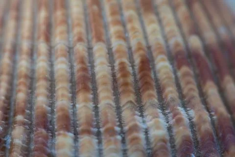 Furrowed Texture on Brown Sea Shell Stock Photos