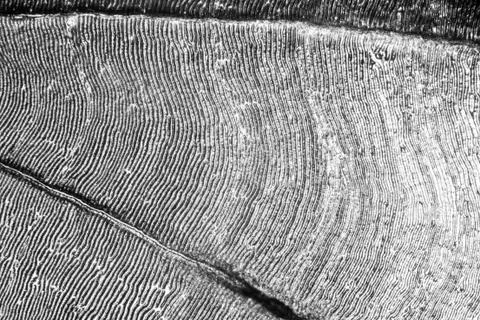 Furrows of a bream scale Stock Photos