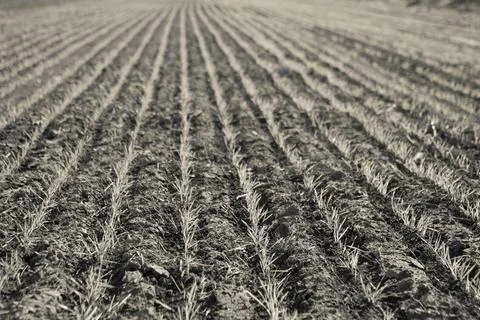 Furrows in a cultivated field, La Pampa Province , Argentina Stock Photos
