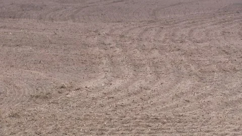 Furrows in a plowed field. Stock Footage 296087082