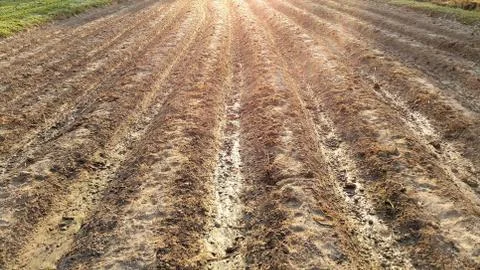 Furrows row pattern of plowed agricultural fields prepared for planting crops Stock Photos