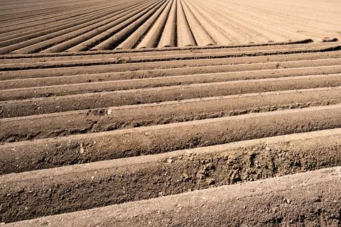 Furrows row pattern in a plowed field prepared for planting crops in spring. Stock Photos