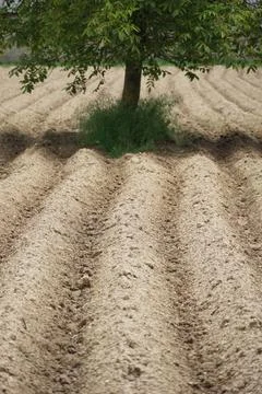 Furrows row pattern in a plowed field prepared for planting crops in spring Stock Photos