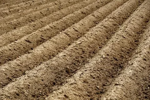 Furrows row pattern in a plowed field prepared for planting crops in spring Stock Photos