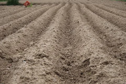 Furrows row pattern in a plowed field prepared for planting crops in spring Stock Photos