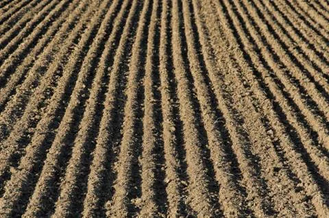 Furrows sowing on a field Stock Photos