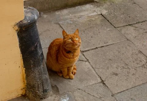 A furry adorable red cat freely walking the streets and courtyards in Odessa, Stock Photos