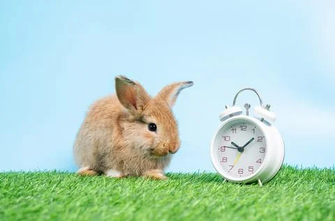 A furry and fluffy cute Black rabbit is sitting on Green grass and blue backg Foto stock