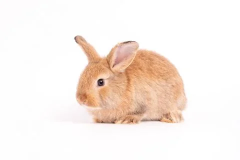 Furry and fluffy cute red brown rabbit erect ears are sitting look in the c.. Stock Photos