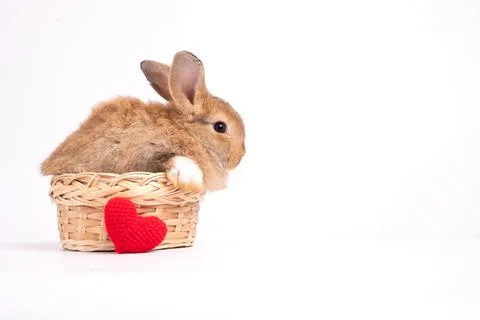 Furry and fluffy cute red brown rabbit erect ears are sitting in the basket.. Stock Photos