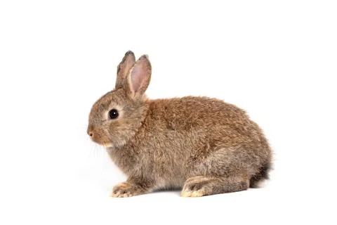 Furry and fluffy cute red brown rabbit erect ears are sitting look in the c.. Stock Photos