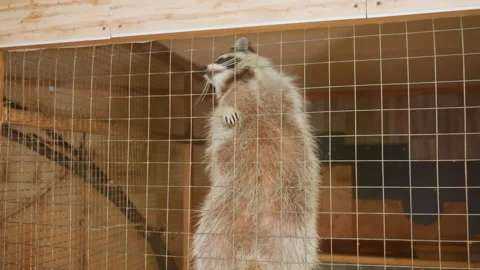 Furry animal dangles from cage exploring beams inside barn, Playful mammal hangs Stock Footage 331205328