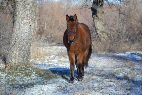 Furry like a bear Stock Photos
