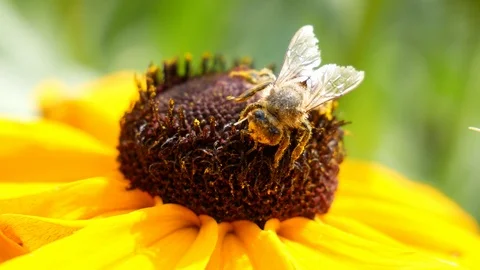 Furry bee pollinating a flower Video stock 105608862