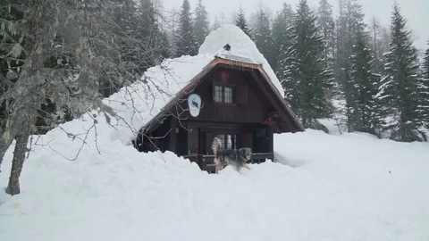 A furry big dog in front of a mountain cabin in snow Stock Footage 102580523