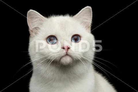 Furry British breed Cat white color on Isolated Black Background Stock Photos