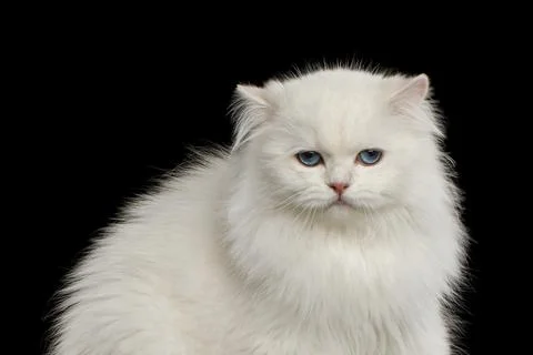 Furry British breed Cat white color on Isolated Black Background Stock Photos