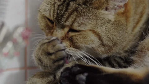 Furry british cat licks herself before bed close up Stock Footage 143414265