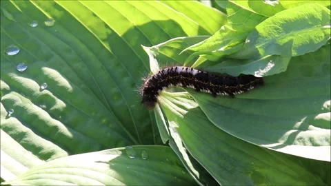 A furry brown caterpillar hangs from a hosta leaf in the garden Stock Footage 320462927
