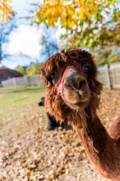 Furry brown lama Stock Photos