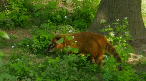 Furry Brown-Nosed Coati Stock Footage 62811157