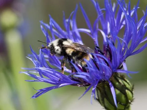Furry bumble bee. Stock Photos