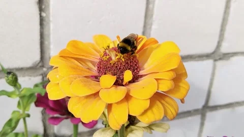 Furry bumblebee collecting pollen.Zinnia elegans orange flower near house. Stock Footage 250650686