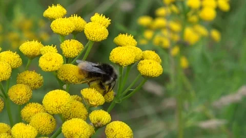 Furry bumblebee collects nectar on yellow tansy inflorescences Stock Footage 137736105