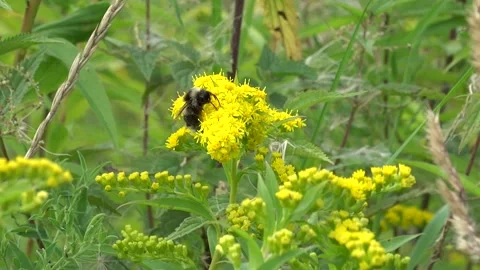 Furry bumblebee collects nectar on yellow Solidago Stock Footage 137739360