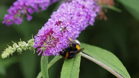 Furry bumblebee diligently gathers essential sweet nectar from a stunning v.. Stock Footage 317841148