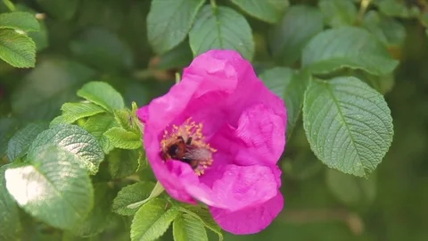 A furry bumblebee in a pink flower gathers pollen close-up Stock Footage