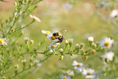 A furry Bumblebee is Polinating a White Aster Flower on a Summer Day Stock Photos