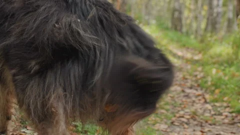 Furry canine wanders through autumn forest. Shaggy haired dog with pine needle Stock Footage 332279872