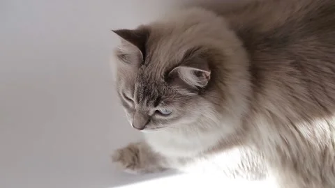 A furry cat 4 Stock Footage 146574204