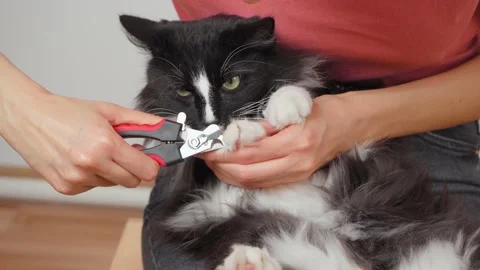 A furry cat with big paws cut the claws of the house Stock Footage 152339557