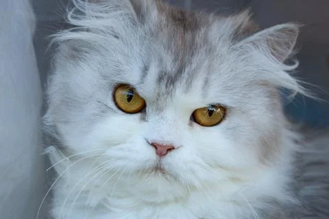 Furry cat close up. Stock Photos